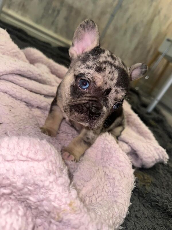 French bulldog puppies for sale in Burnley, Lancashire