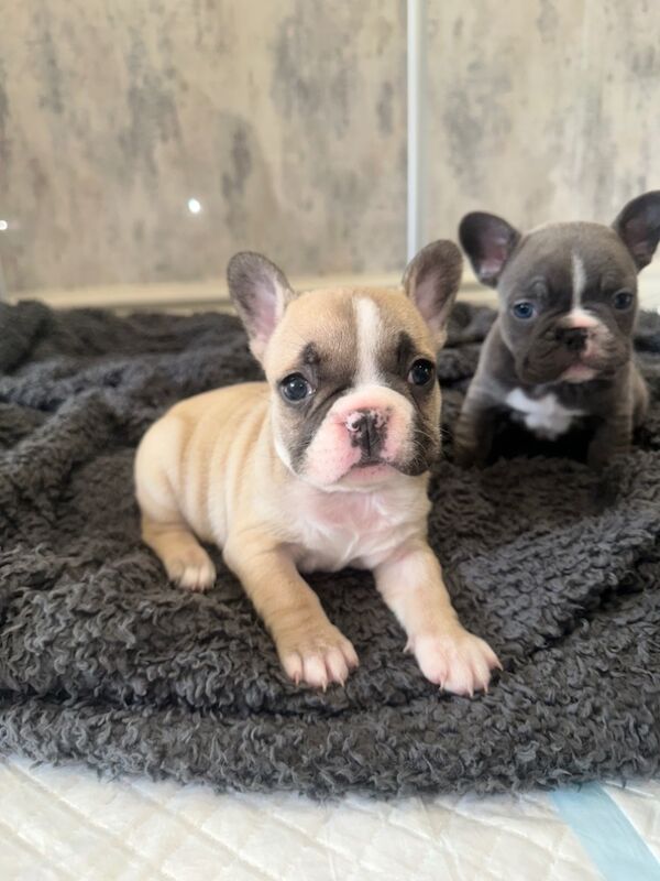 French bulldog puppies for sale in Burnley, Lancashire - Image 2