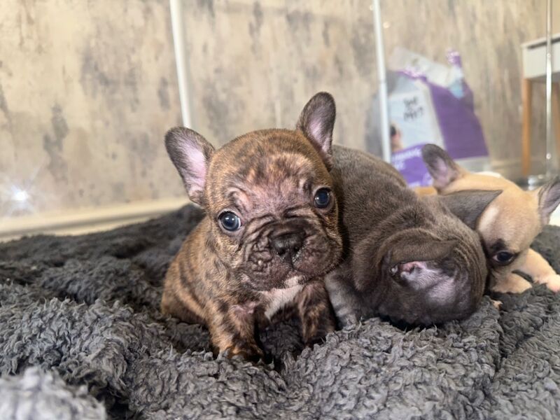 French bulldog puppies for sale in Burnley, Lancashire - Image 3