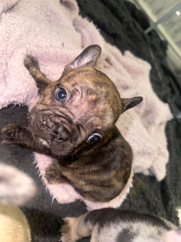 French bulldog puppies for sale in Burnley, Lancashire - Image 4