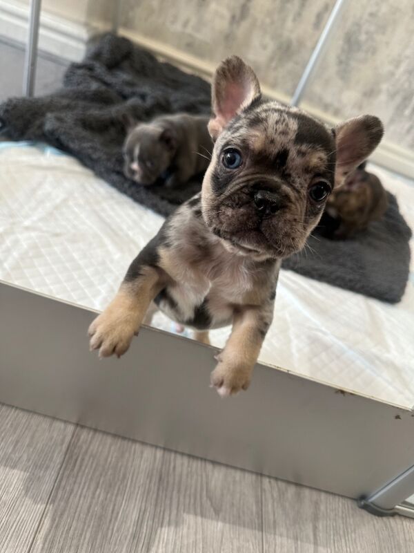 French bulldog puppies for sale in Burnley, Lancashire - Image 5