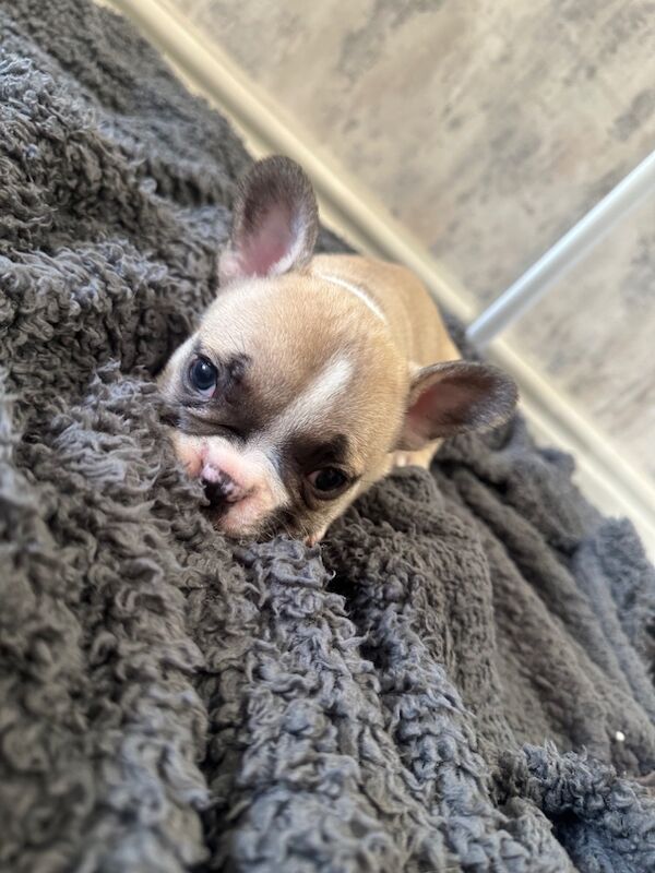 French bulldog puppies for sale in Burnley, Lancashire - Image 6