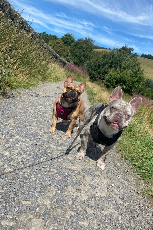 French bulldog puppies for sale in Burnley, Lancashire - Image 7