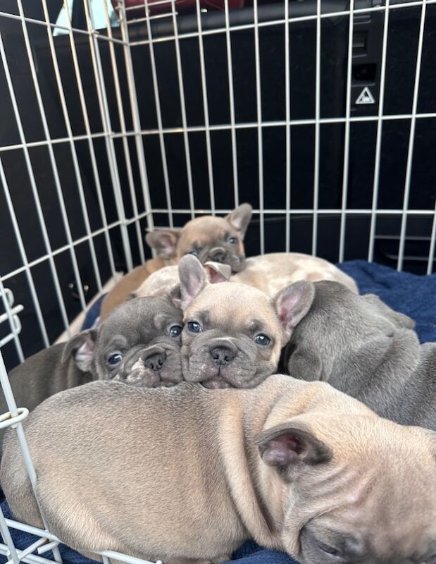 French bulldog puppies for sale in Ashford, Surrey