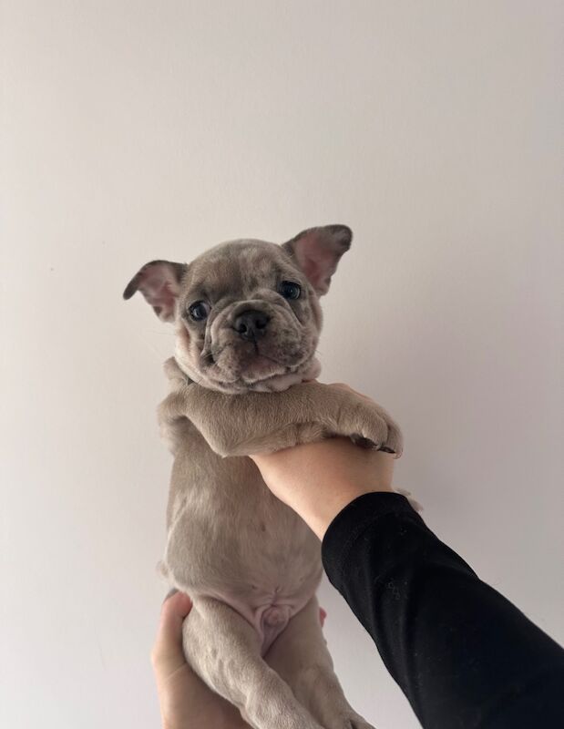 French bulldog puppies for sale in Ashford, Surrey - Image 2