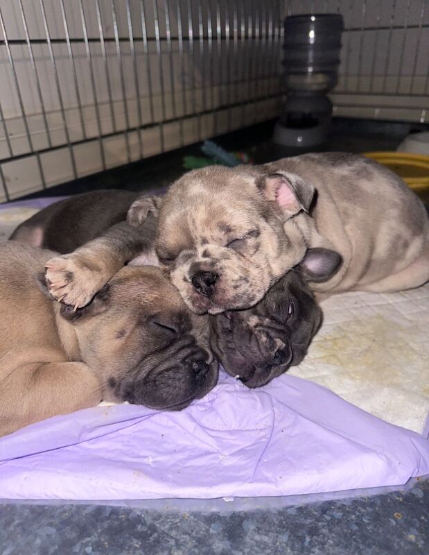 French bulldog puppies for sale in Ashford, Surrey - Image 3