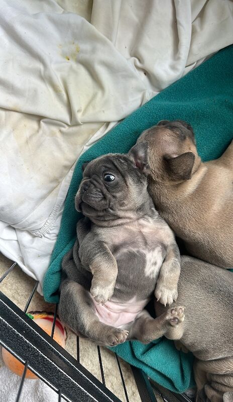 French bulldog puppies for sale in Ashford, Surrey - Image 5