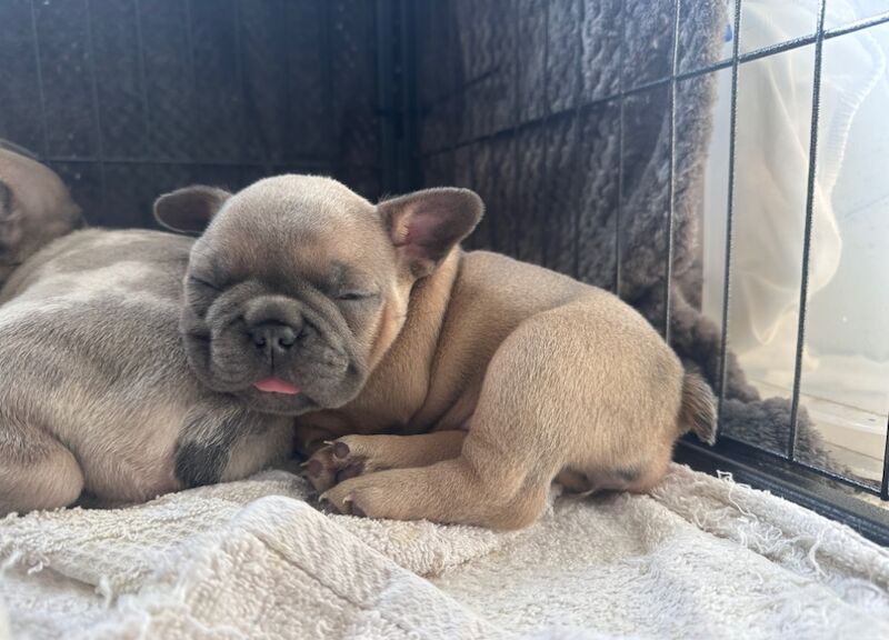 French bulldog puppies for sale in Ashford, Surrey - Image 6