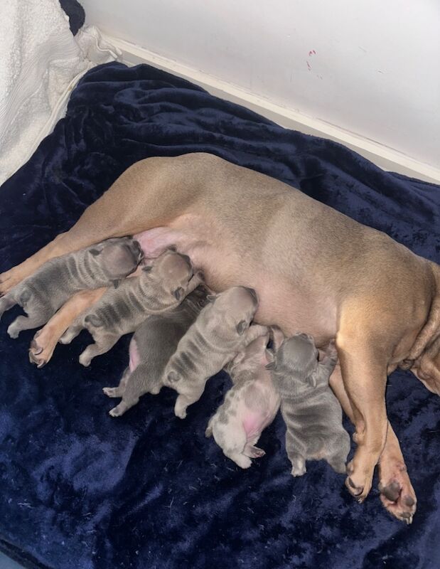 French bulldog puppies for sale in Ashford, Surrey - Image 10