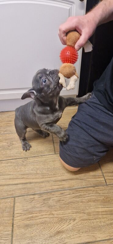 French bulldog puppies for sale in South Kirkby, West Yorkshire