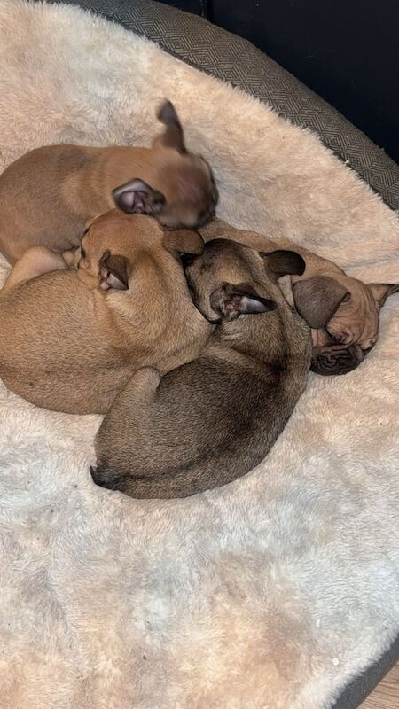 French Bulldog Puppies for sale in Kings Langley, Hertfordshire