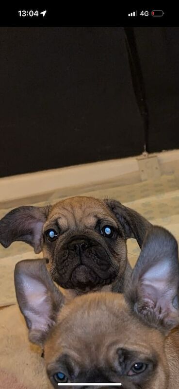 French Bulldog Puppies for sale in Kings Langley, Hertfordshire - Image 2