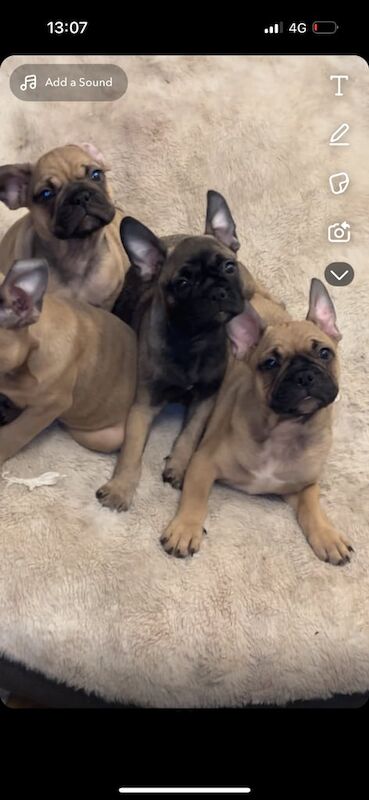 French Bulldog Puppies for sale in Kings Langley, Hertfordshire - Image 3