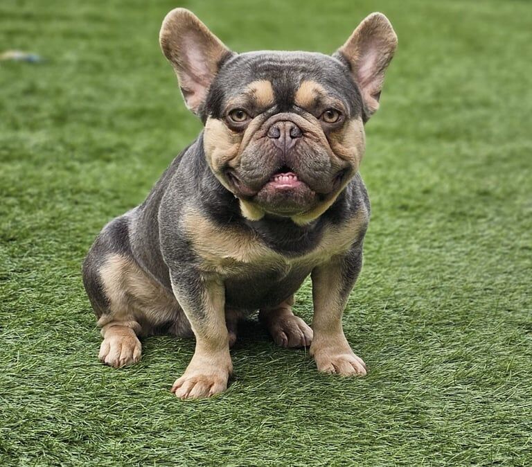 French bulldog puppies for sale in West End, West Yorkshire - Image 2