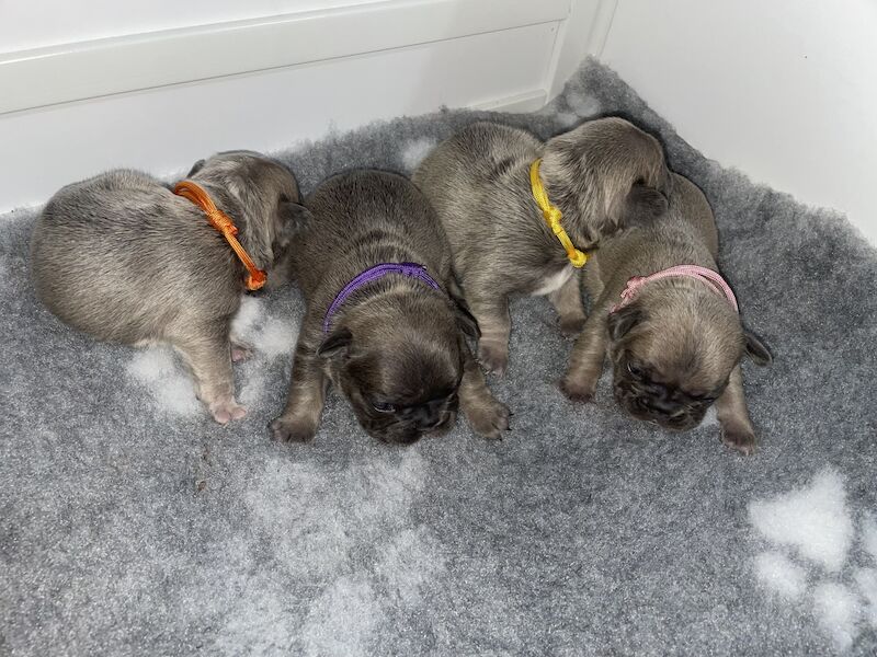 French bulldog puppies for sale in West View, Durham - Image 3