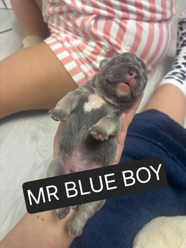 French bulldog puppies for sale in Peterlee, Durham