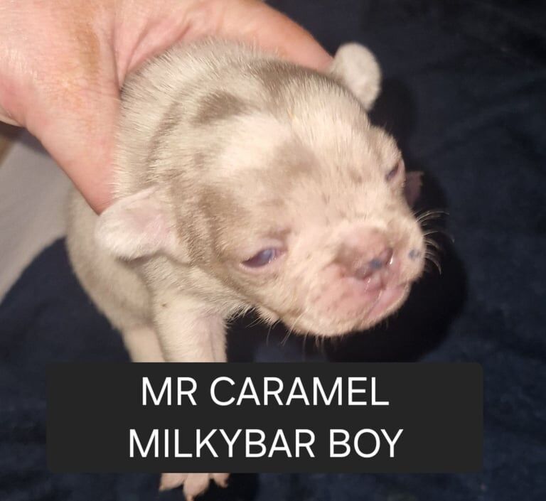 French bulldog puppies for sale in Peterlee, Durham - Image 2