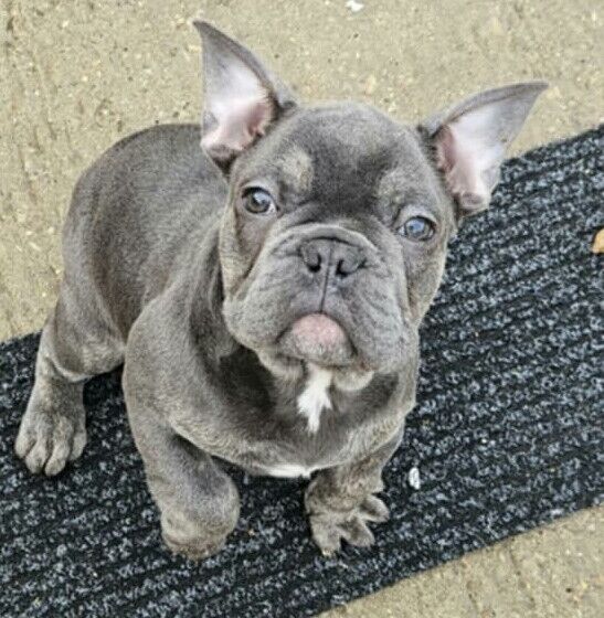 French bulldog puppies for sale in South Kirkby, West Yorkshire