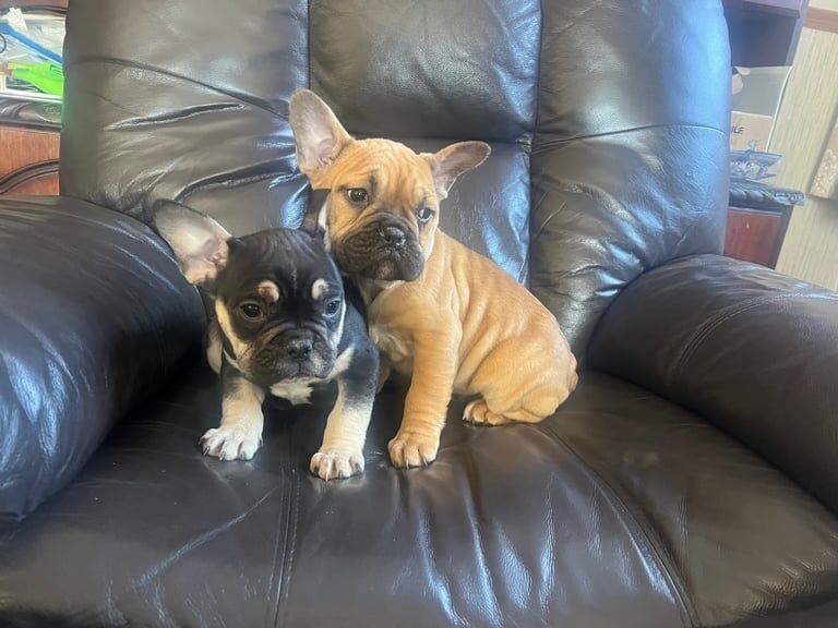 french bulldog puppies for sale in Armagh, County Armagh