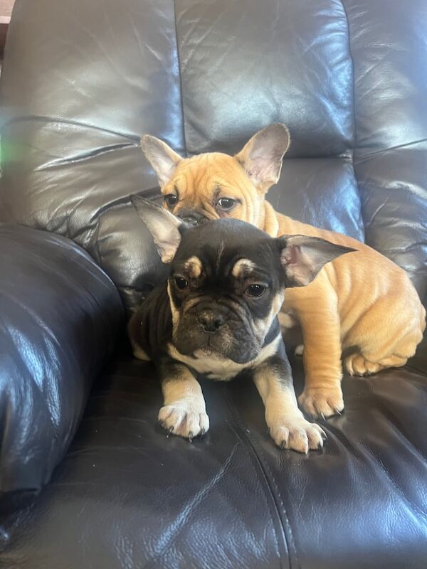 french bulldog puppies for sale in Armagh, County Armagh - Image 2