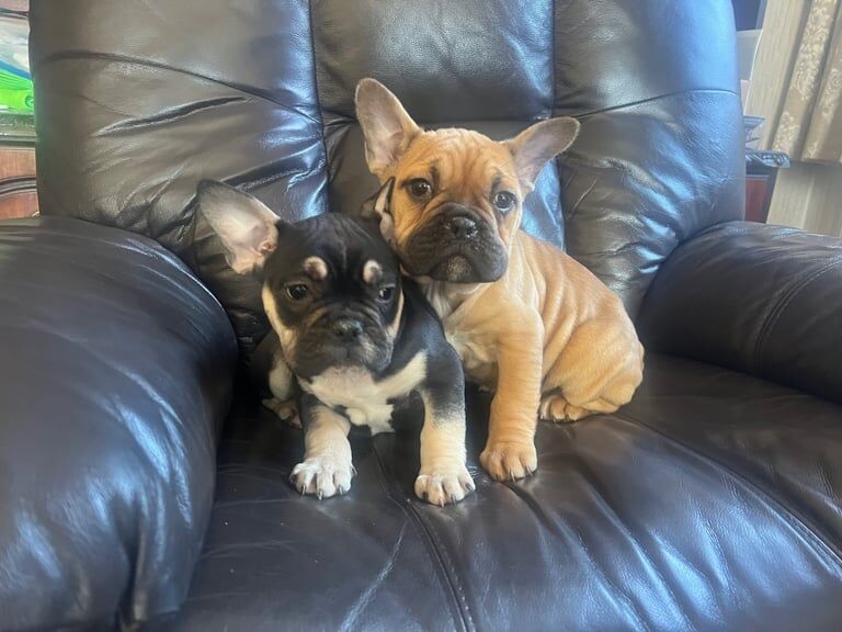 french bulldog puppies for sale in Armagh, County Armagh - Image 3