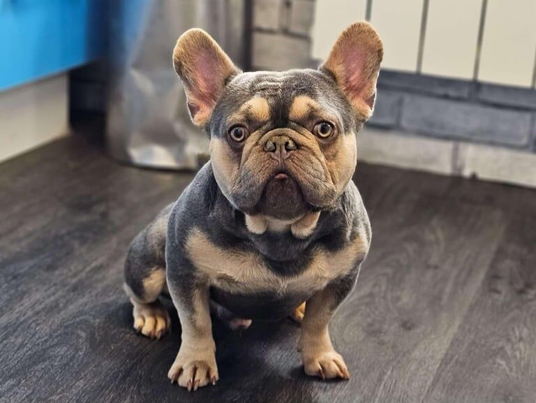 French bulldog puppies for sale in Stepps, Lanarkshire