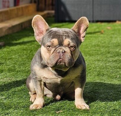 French bulldog puppies for sale in Stepps, Lanarkshire - Image 3