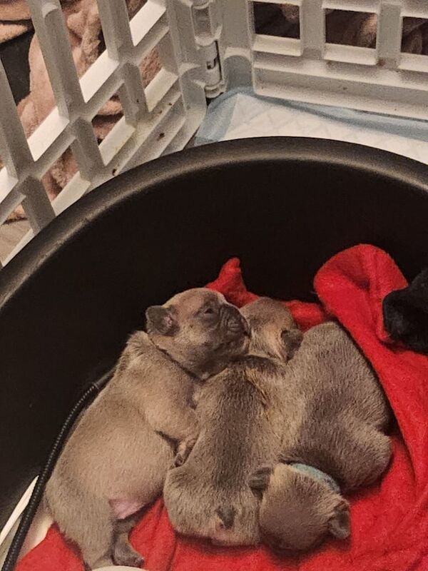 French bulldog puppies for sale in Chichester, West Sussex