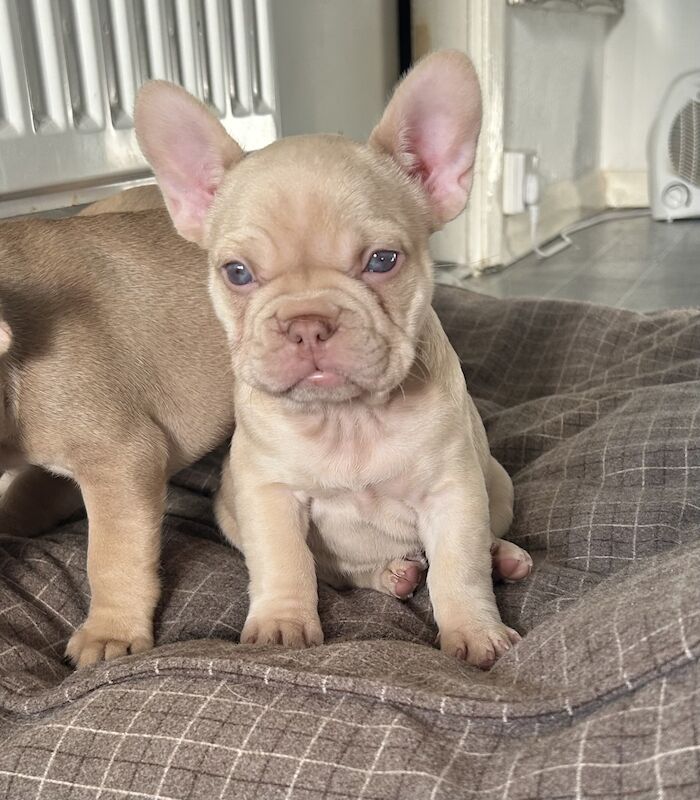 French bulldog puppies for sale in Canterbury, Kent