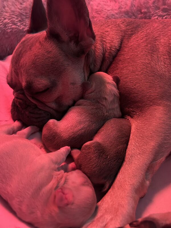 French bulldog puppies for sale in Canterbury, Kent - Image 2