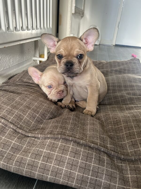 French bulldog puppies for sale in Canterbury, Kent - Image 3