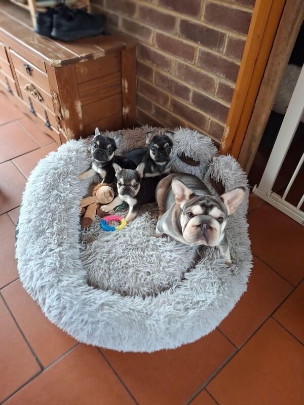 French Bulldog puppies for sale in Faversham, Kent