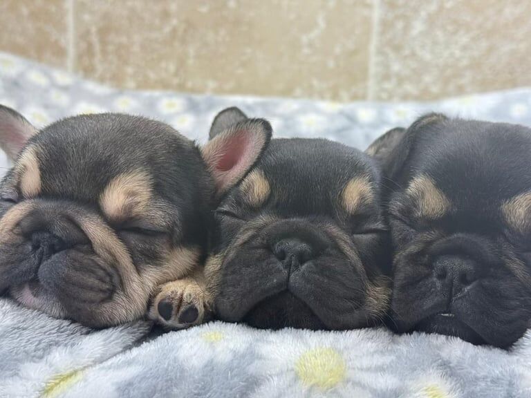 French Bulldog puppies for sale in Faversham, Kent - Image 2