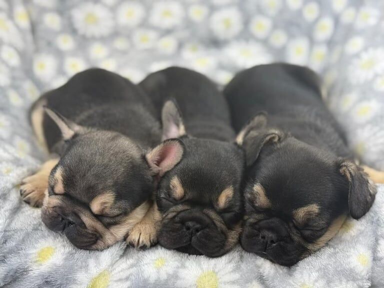 French Bulldog puppies for sale in Faversham, Kent - Image 3