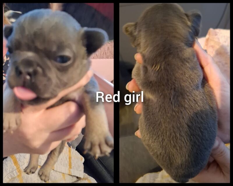 French bulldog puppies for sale in Leamore, West Midlands