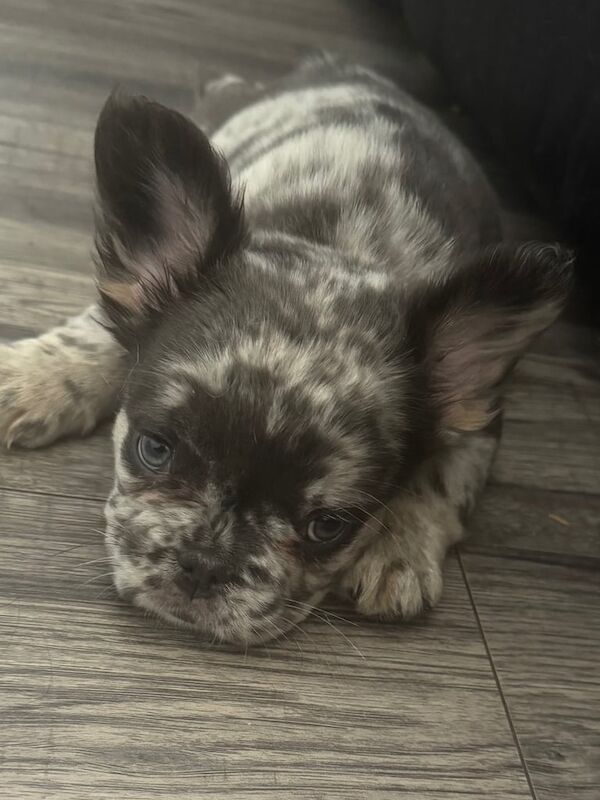 French Bulldog Puppies for sale in Dalkeith, Midlothian