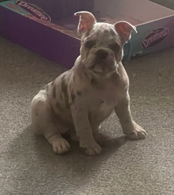 French bulldog puppies for sale in Rochester, Kent - Image 2