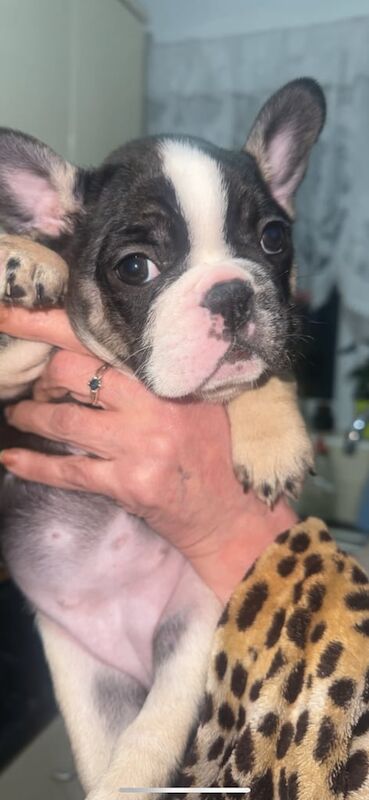 French bulldog puppies for sale in Romford, Greater London