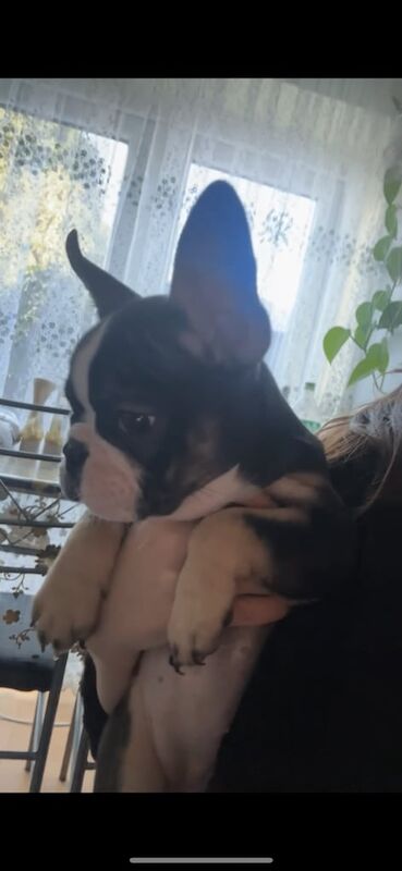 French bulldog puppies for sale in Romford, Greater London - Image 2