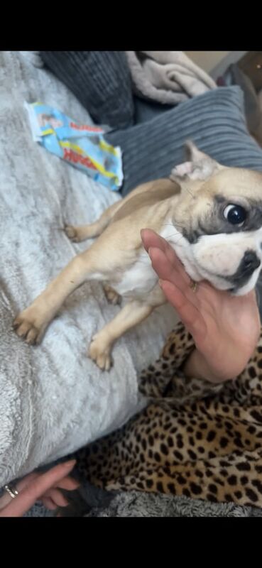 French bulldog puppies for sale in Romford, Greater London - Image 3