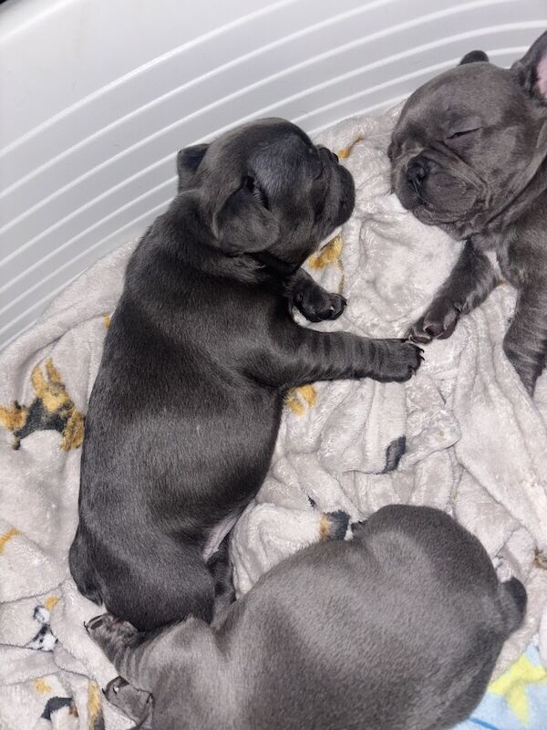 French bulldog puppies for sale in Southend-on-Sea, Essex