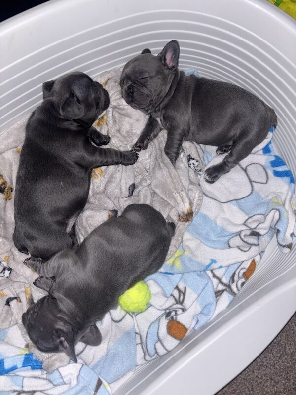 French bulldog puppies for sale in Southend-on-Sea, Essex - Image 3