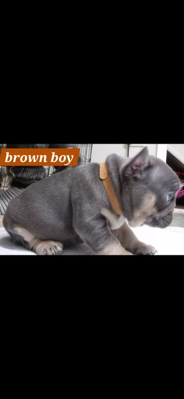 FRENCH BULLDOG PUPPIES for sale in Sheffield, South Yorkshire