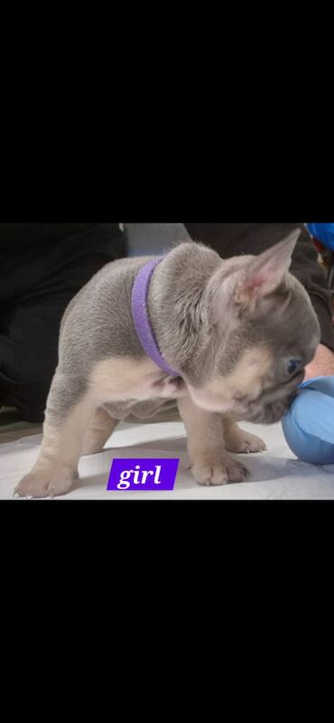 FRENCH BULLDOG PUPPIES for sale in Sheffield, South Yorkshire - Image 3