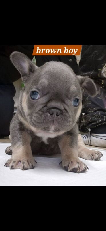 FRENCH BULLDOG PUPPIES for sale in Sheffield, South Yorkshire - Image 4