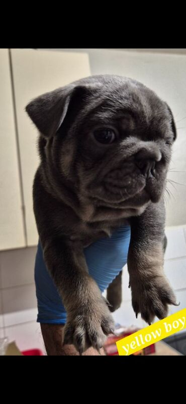 FRENCH BULLDOG PUPPIES for sale in Sheffield, South Yorkshire - Image 6