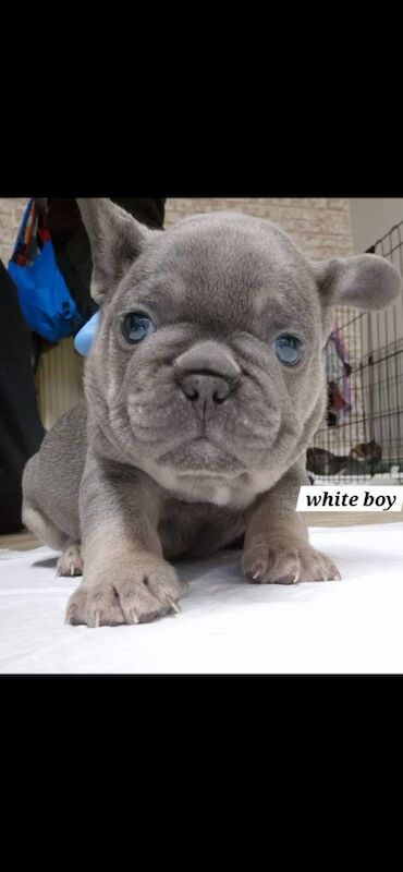 FRENCH BULLDOG PUPPIES for sale in Sheffield, South Yorkshire - Image 7