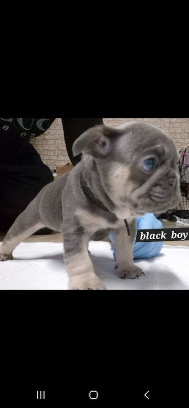 FRENCH BULLDOG PUPPIES for sale in Sheffield, South Yorkshire - Image 8