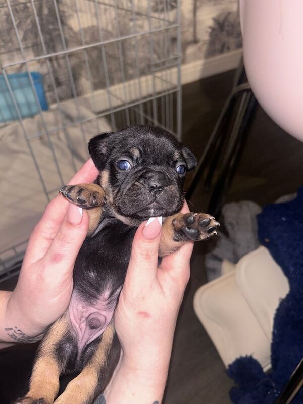 French bulldog puppies for sale in Cowdenbeath, Fife