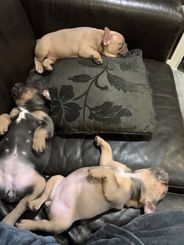 French Bulldog Puppies for sale in Friern Barnet, Greater London